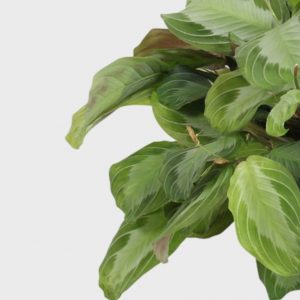 Maranta leuconeura<br> 'Silver Band'